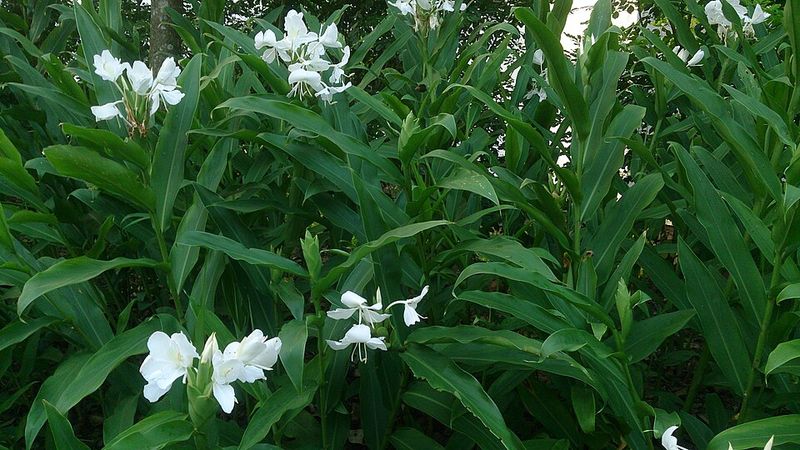 White Butterfly Ginger
