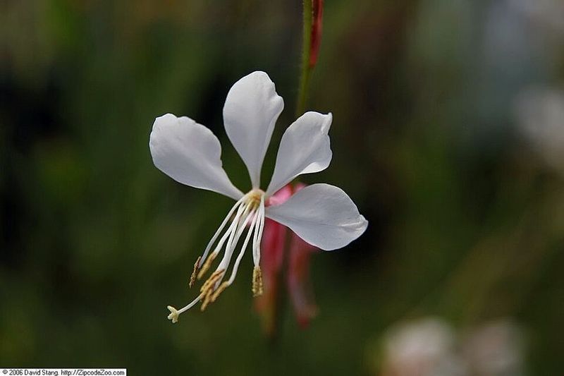 White Gaura