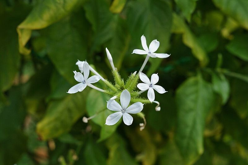 White Plumbago