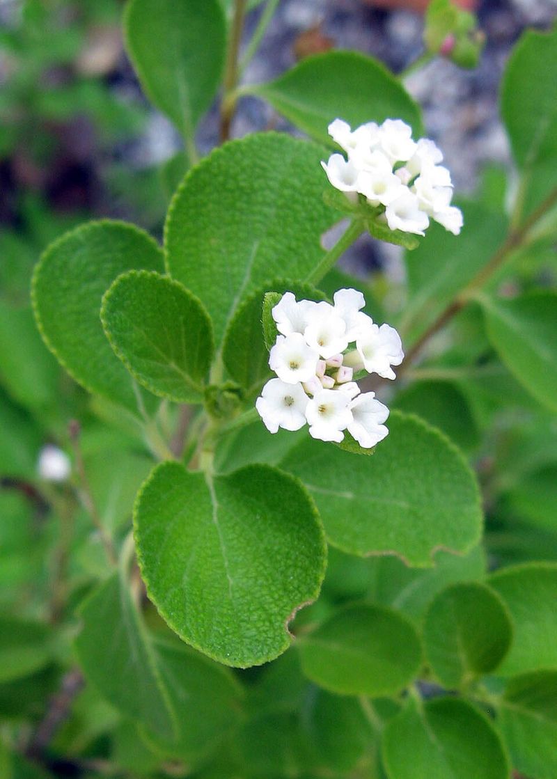 White Lantana