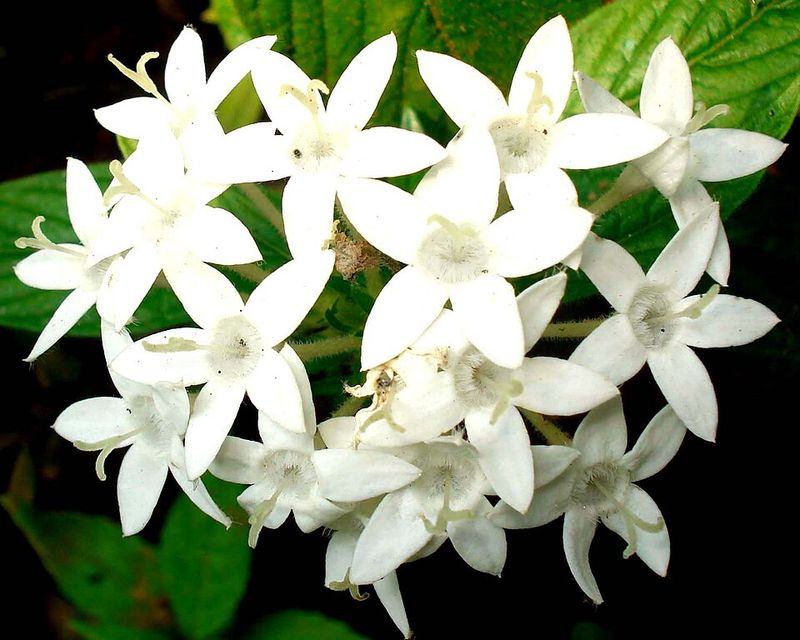 White Pentas