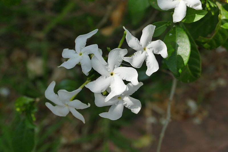 Star Jasmine