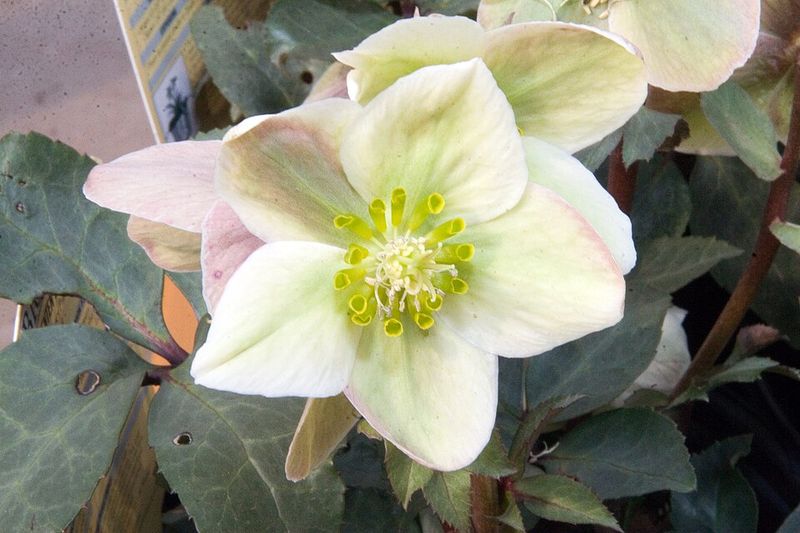 Hellebore 'Ivory Prince'