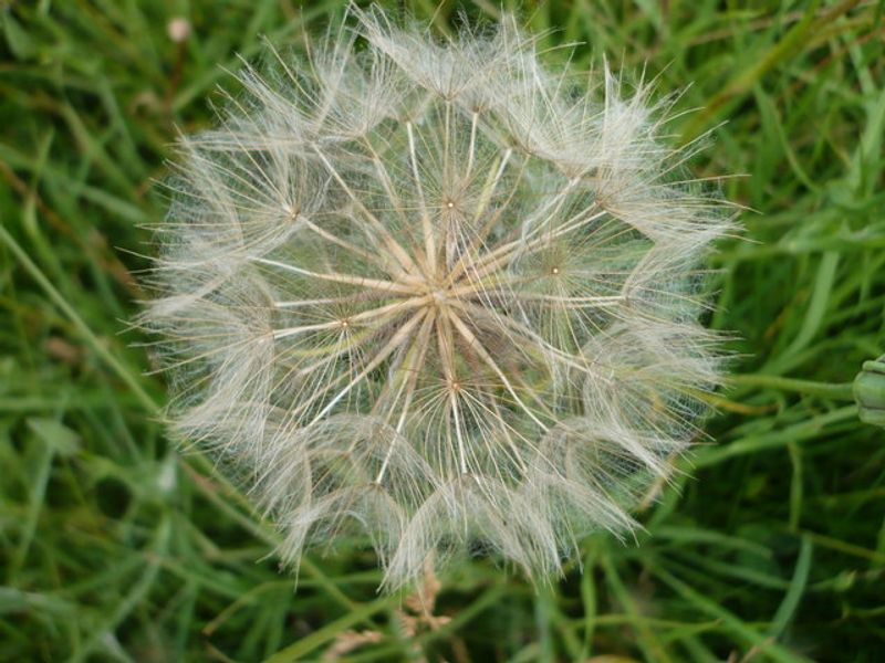 Goat's Beard