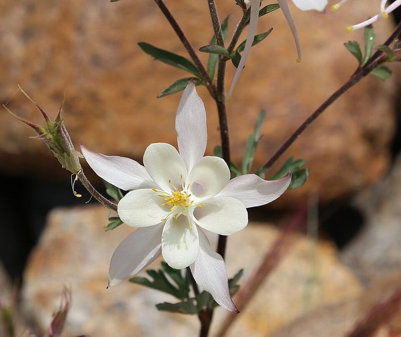White Columbine