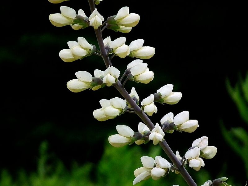 Baptisia alba