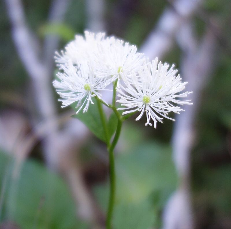 False Bugbane