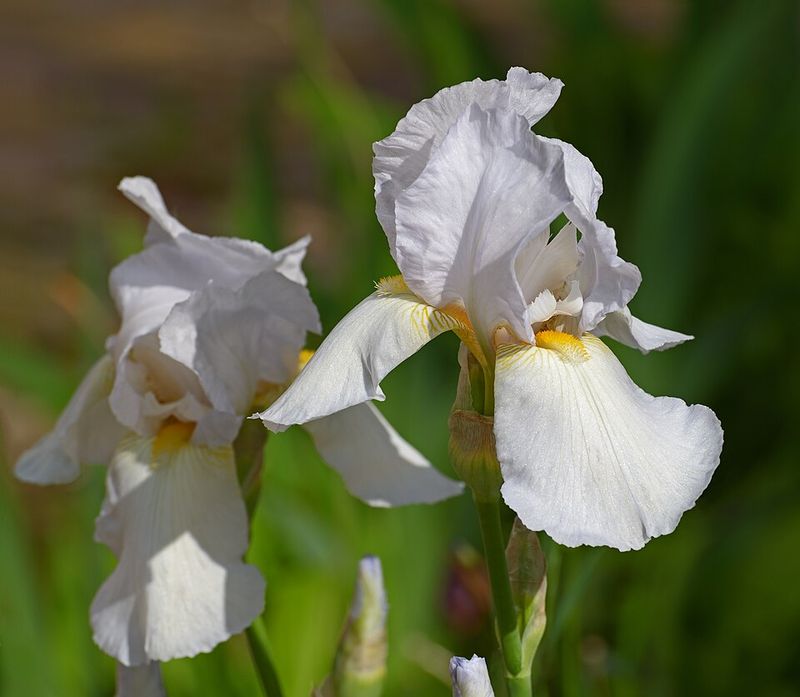 Bearded Iris