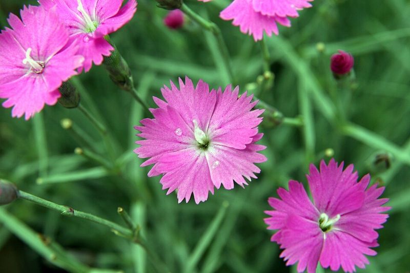 Dianthus 'Firewitch'