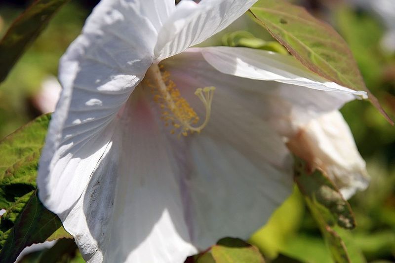 Hardy Hibiscus