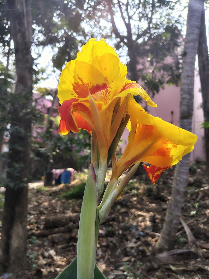 Canna Lily