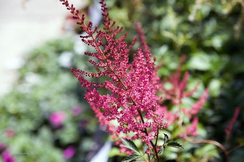 Astilbe 'Fanal'