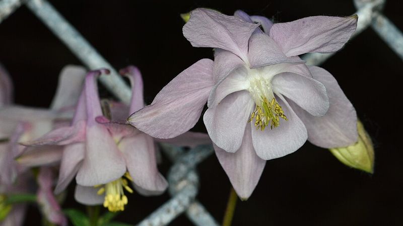 Columbine
