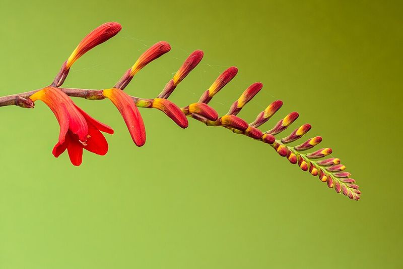 Crocosmia