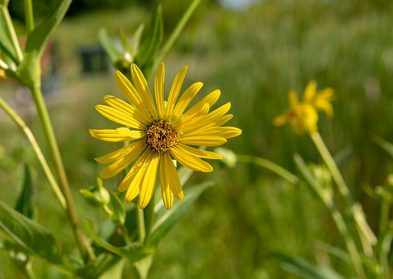 False Sunflower
