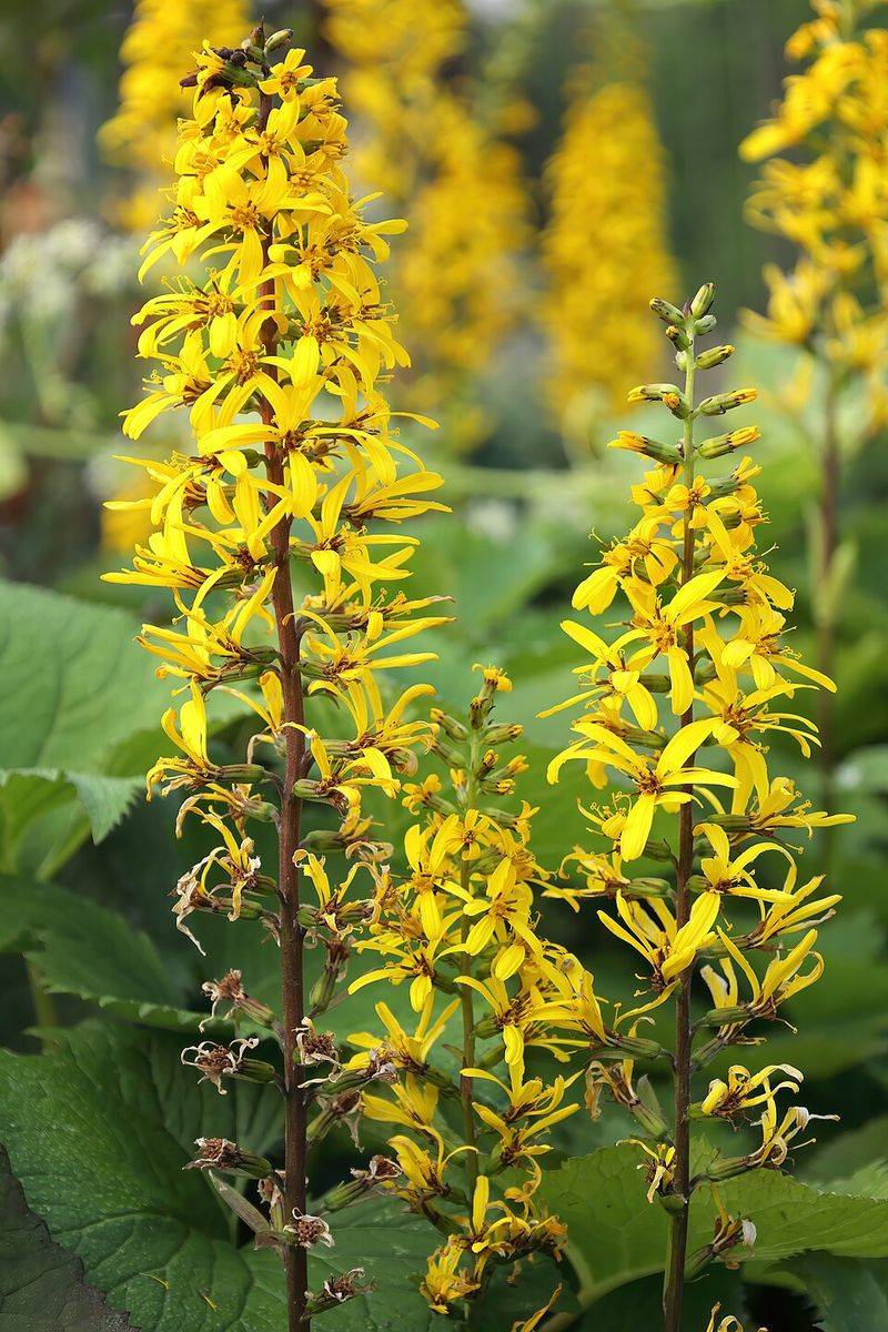 Ligularia 'The Rocket'