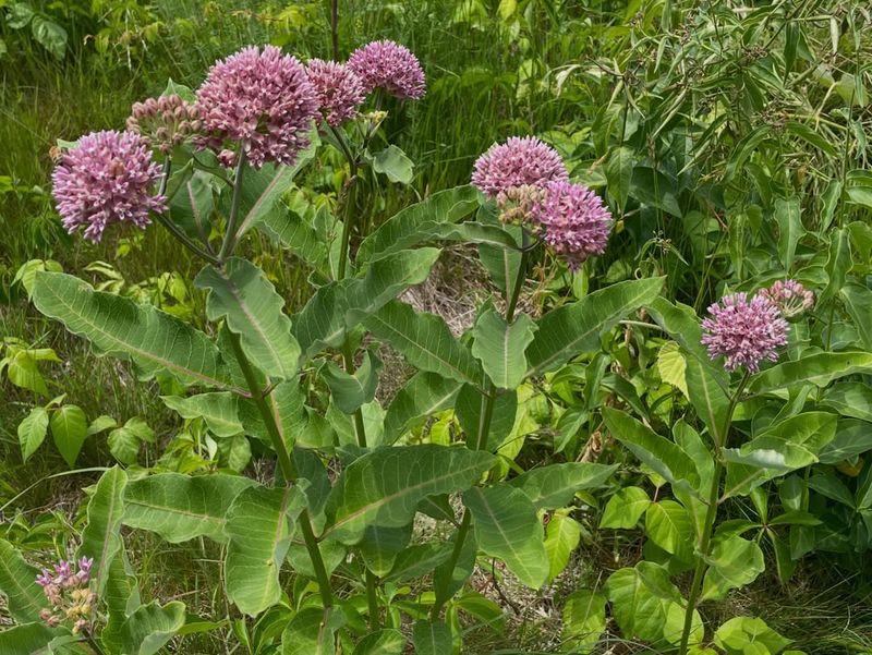 Swamp Milkweed