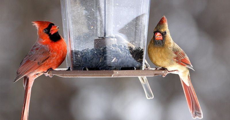 Feeders Help Only When You Manage Them