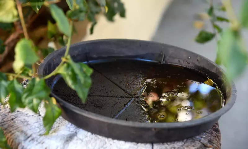 Prevent Small Water Sources From Becoming Nurseries