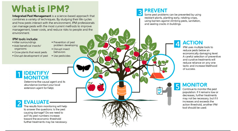 Use Integrated Pest Management Across the Yard
