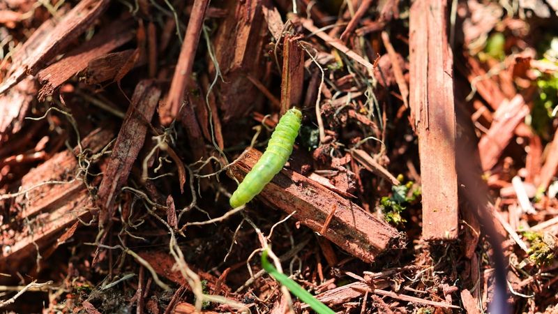 Leaf Litter Becomes Winter Shelter, Not Neglect