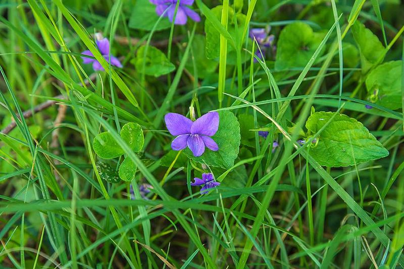 Read The Site Before Blaming The Flower