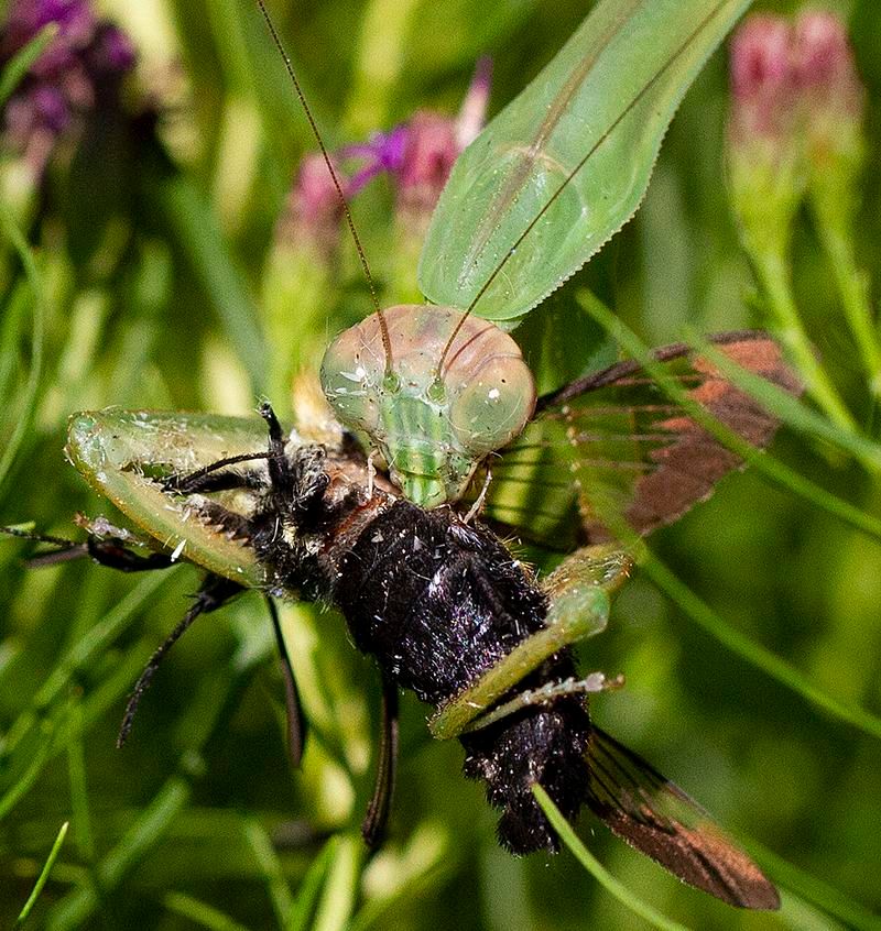 A Generalist Can Hunt Helpful Insects Too