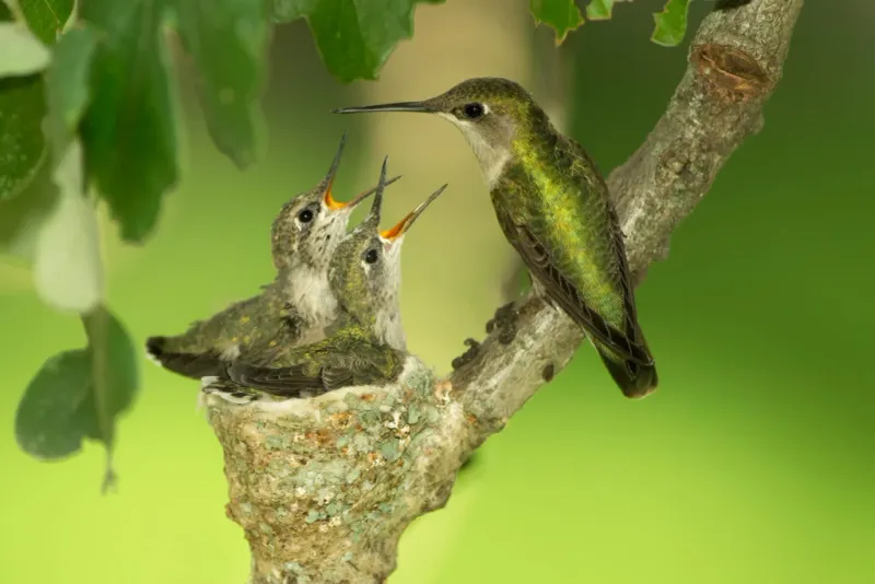 Migration And Nesting Can Create A Natural Lull