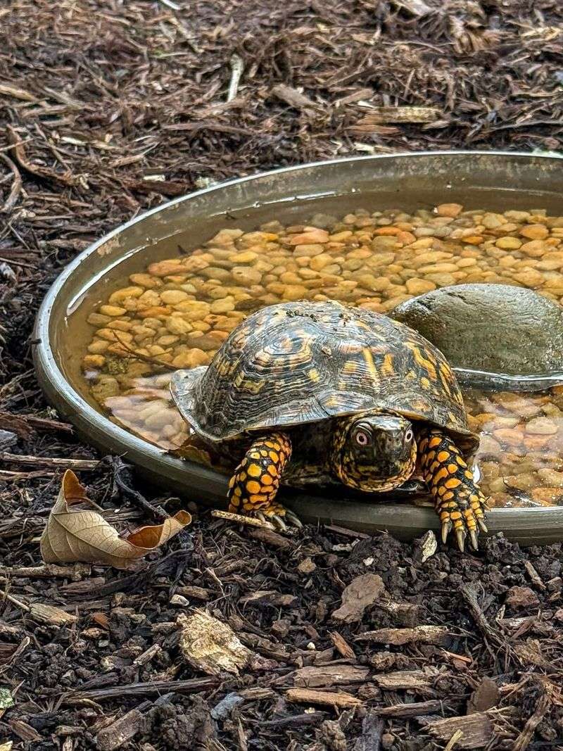 Small Water Helps Without Making A Pond