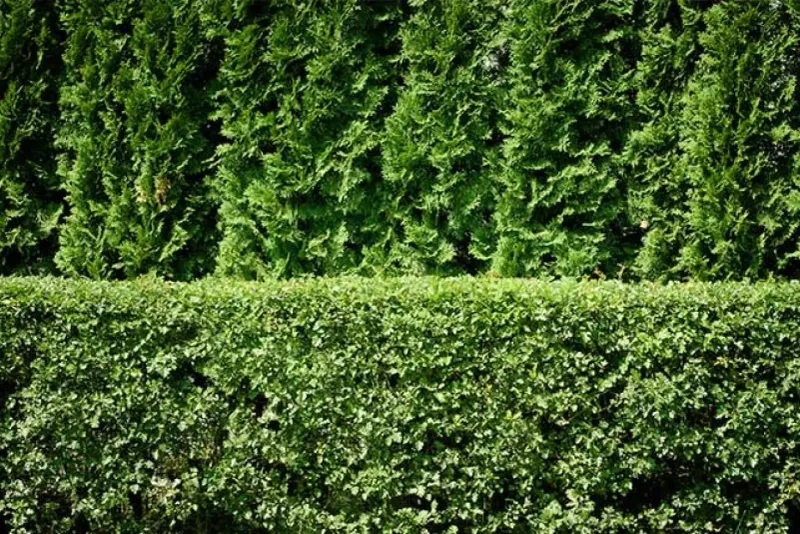 Privacy Comes From A Living Screen