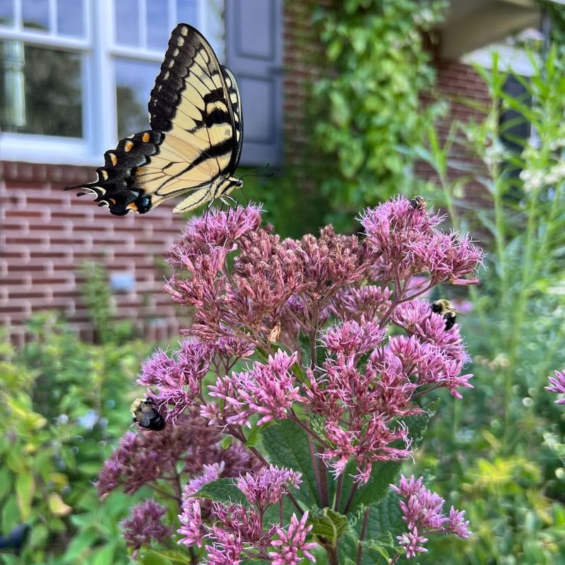 Small Habitat Changes Can Keep It Coming