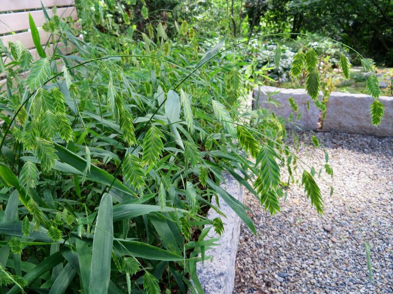 Build a contained habitat patch around the plant