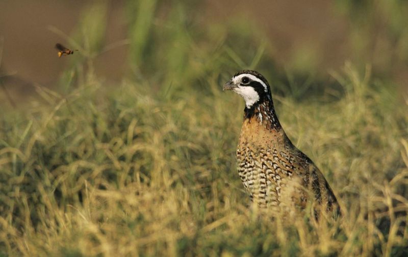 What bobwhites need from a brushy margin
