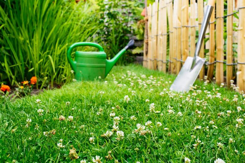 How should North Carolina gardeners establish and manage it?