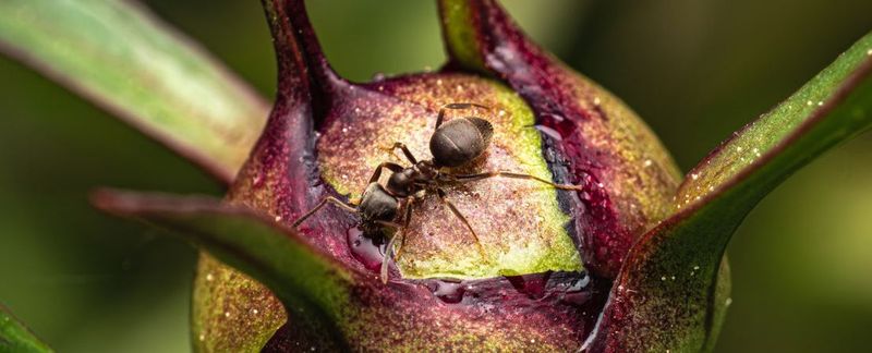 What do ants on peonies actually tell you?