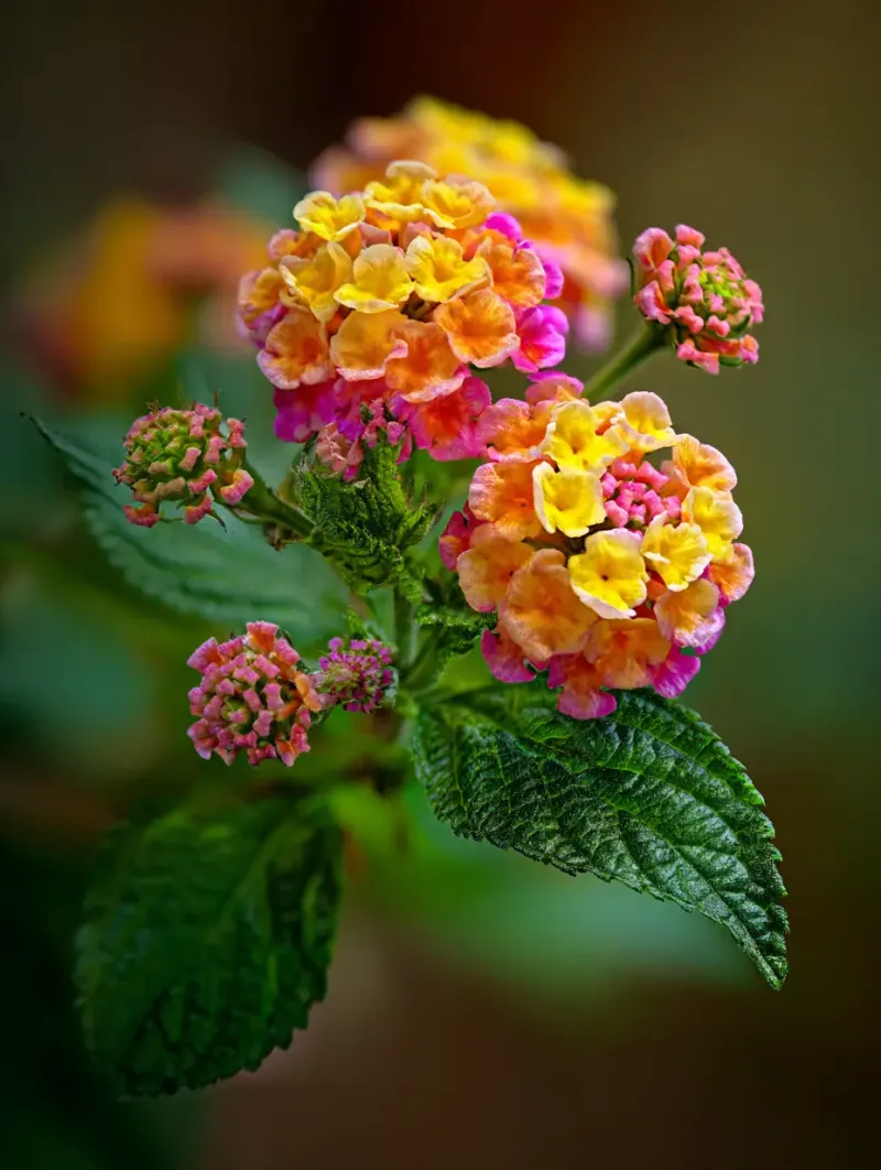 Check Invasiveness and Household Safety Before Planting