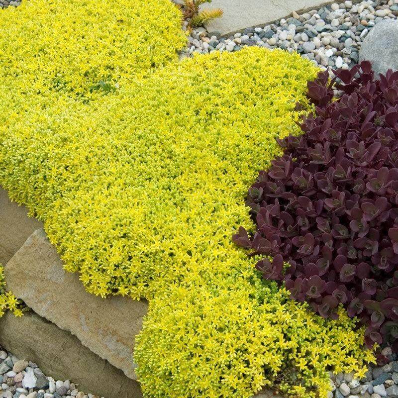 Sedum Turns Thin Dry Soil Into A Fuller Bed