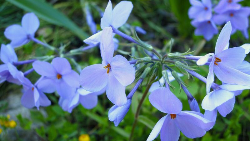 Creeping Phlox