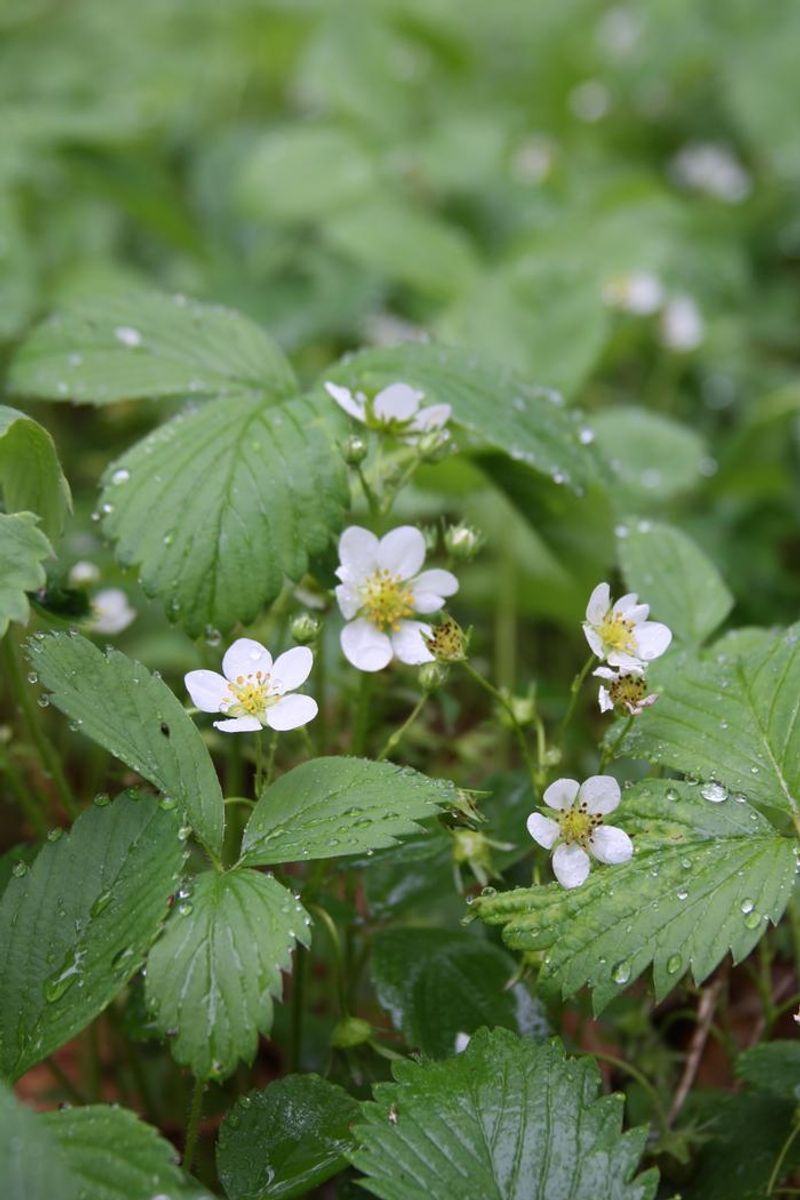 Wild Strawberry Adds Sweetness And Function