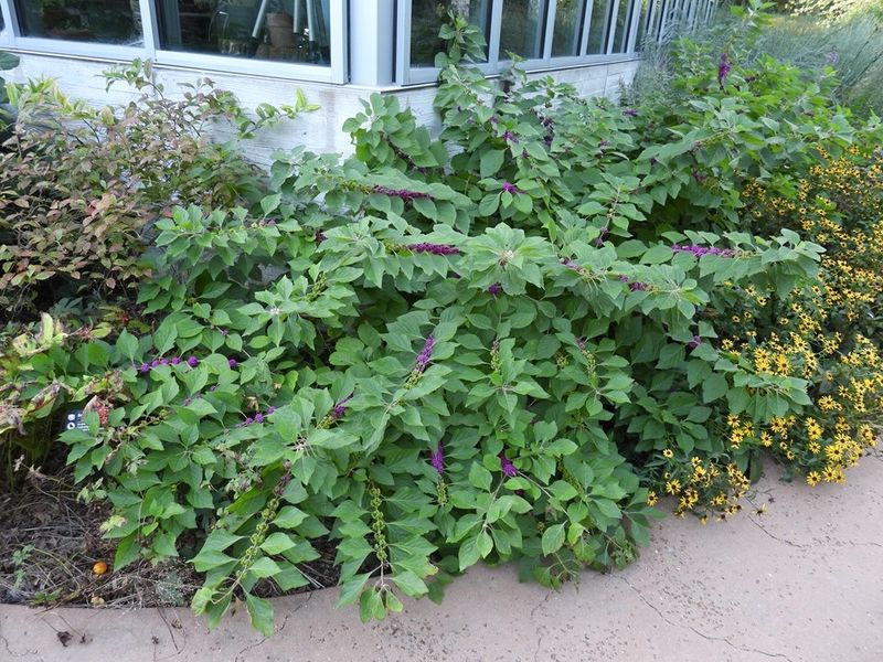 American beautyberry fits a North Carolina wildlife-friendly border