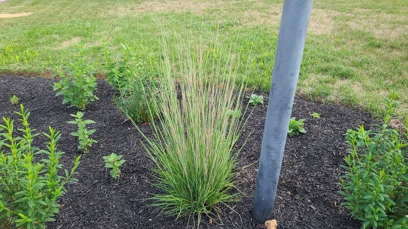 Little Bluestem