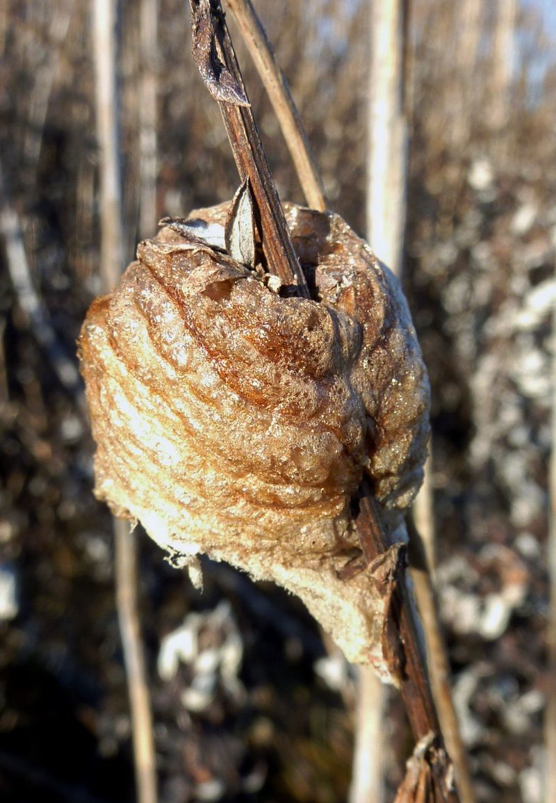 A Purchased Egg Case Is Not a Pest Plan