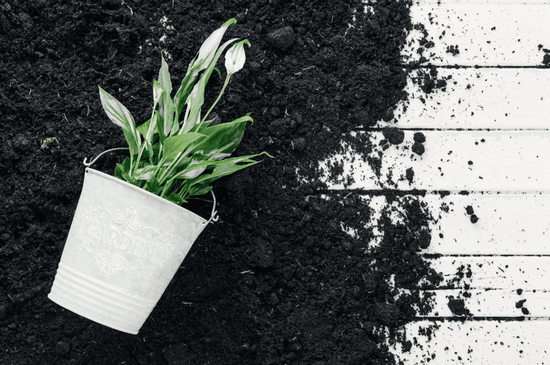 When Blackening Worsens, Start With the Soil