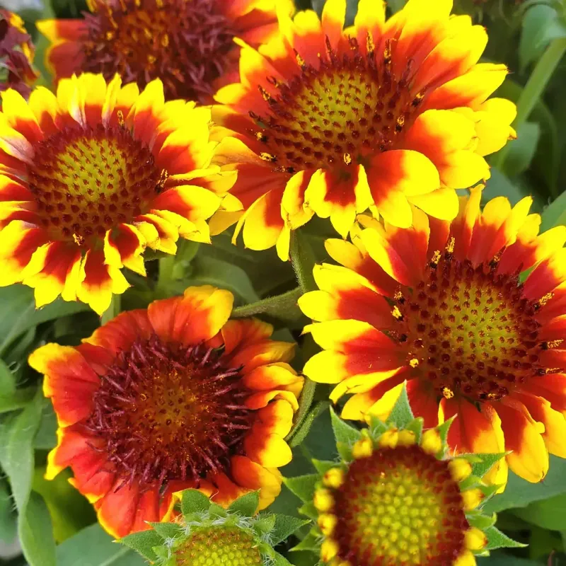 Why This Bloomer Handles the Heat