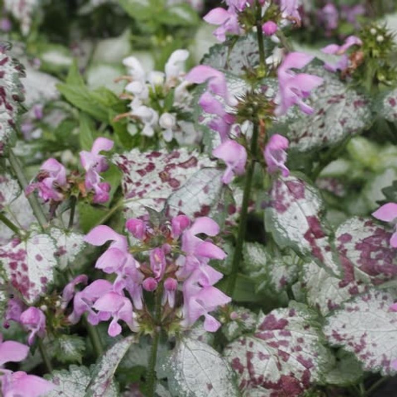 Lamium Lights Up Shade Where Grass Refuses To Grow