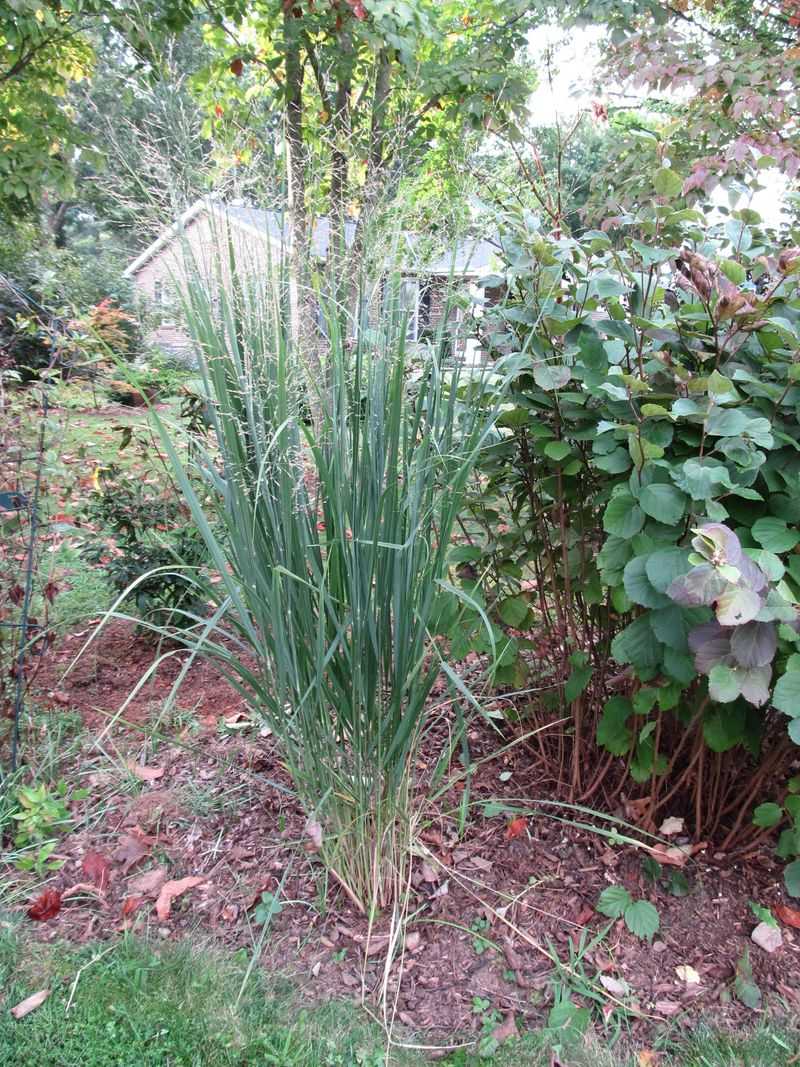 Native Layers Keep Food And Cover Available