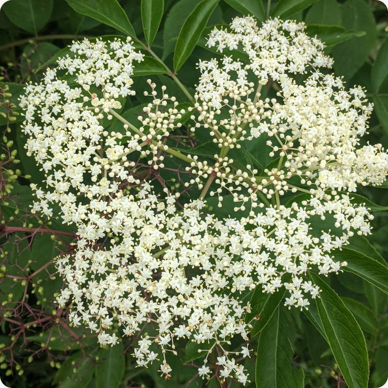 American Elderberry