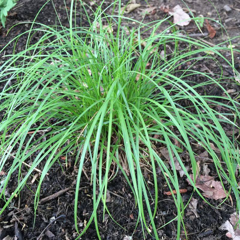 Pennsylvania Sedge