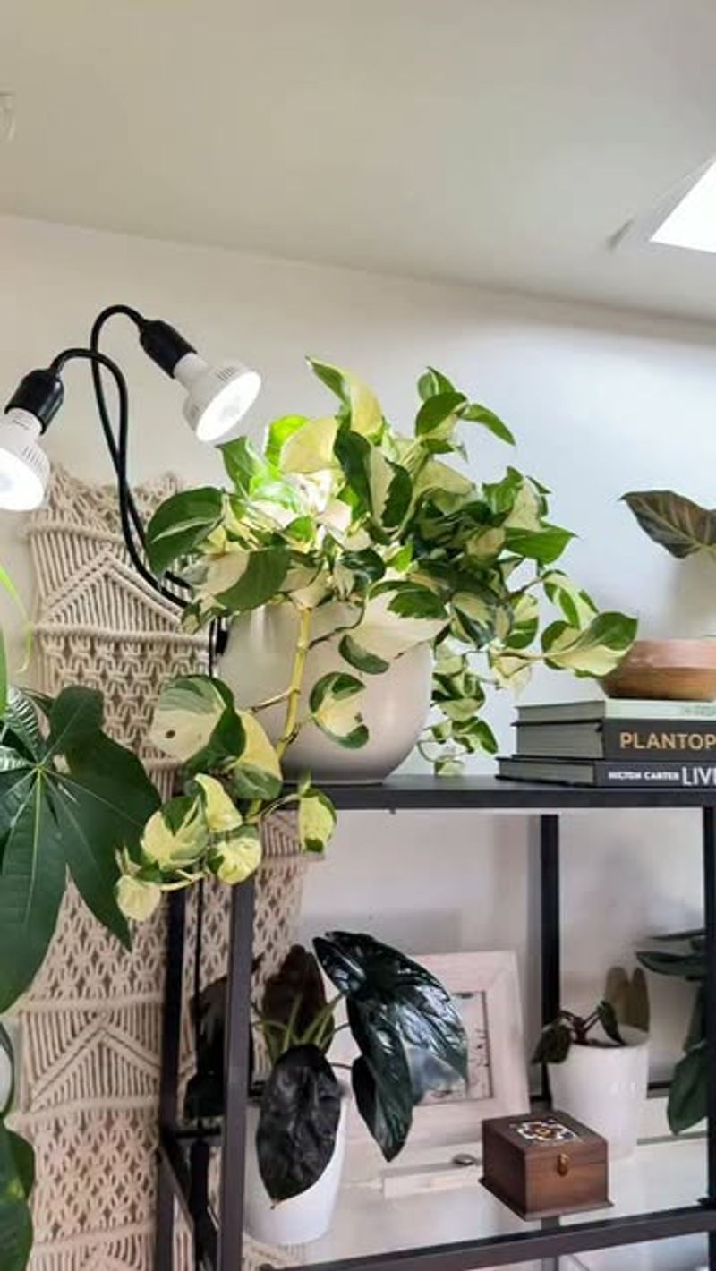 A Grow Light Helps When Ambient Light Falls Short