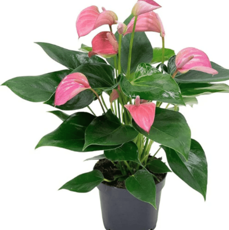 Keep The Plant Beyond A Bite